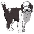 Signmission Sheepadoodle Dog Decal, Dog Lover Decor Vinyl Sticker D-12-Sheepadoodle